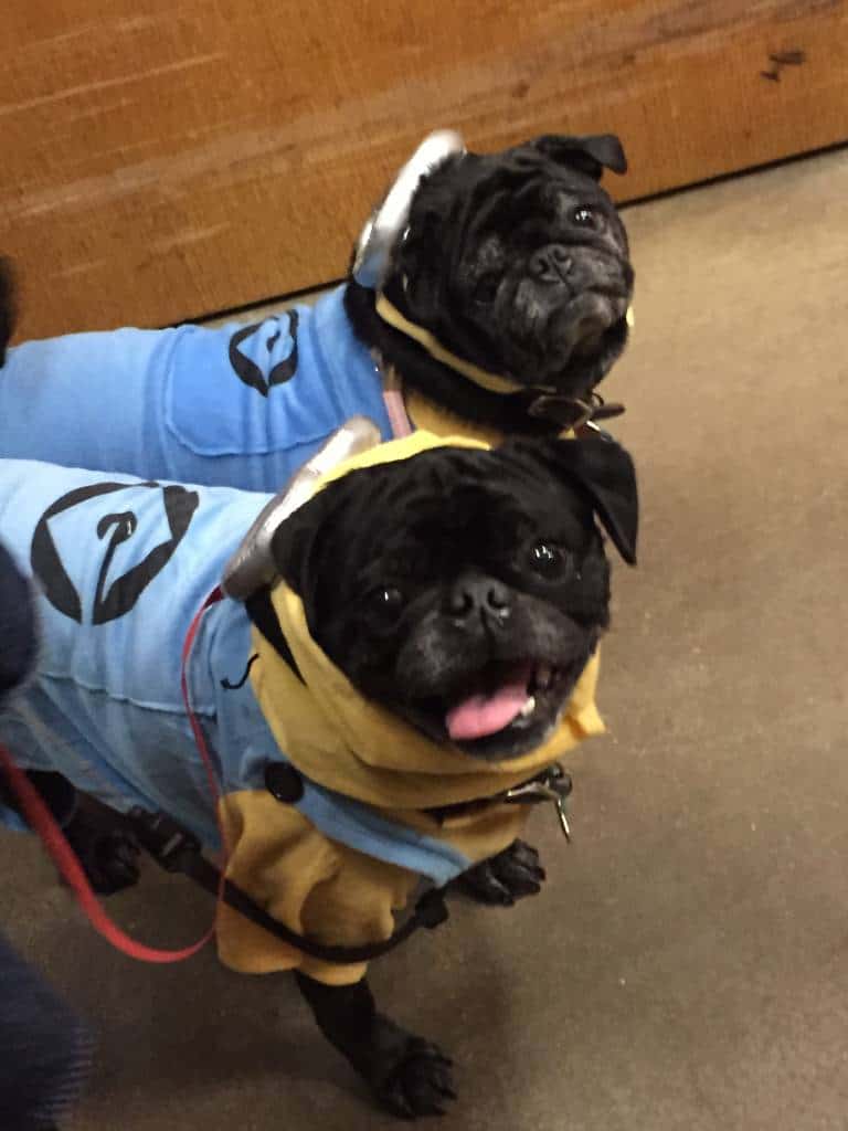 puggie minions at pug-o-ween