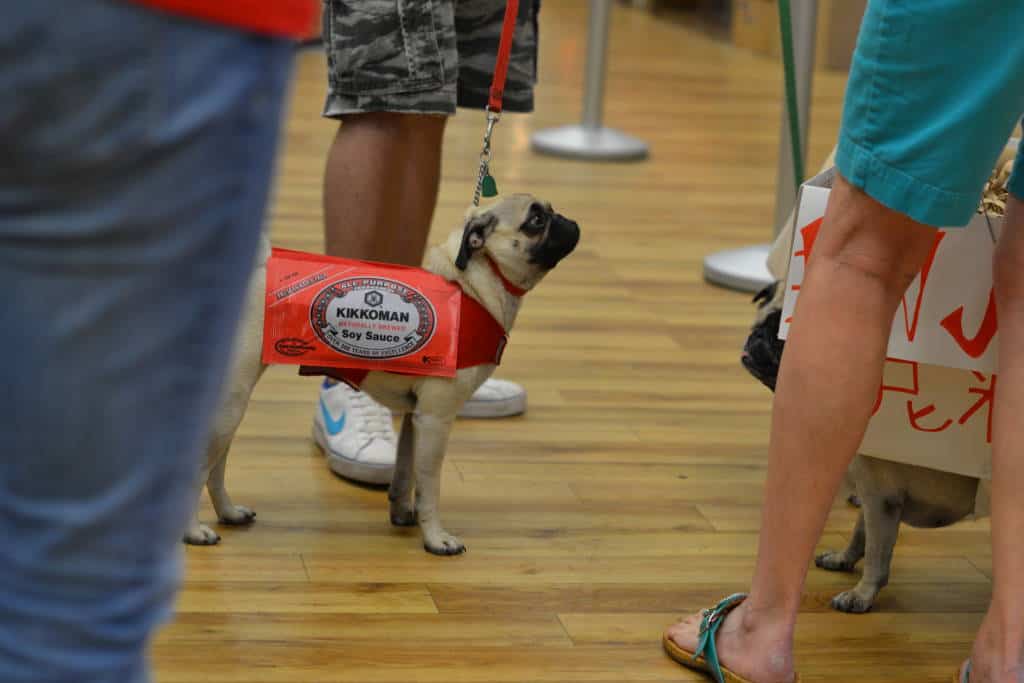 kikomans pet costume at pug-o-ween