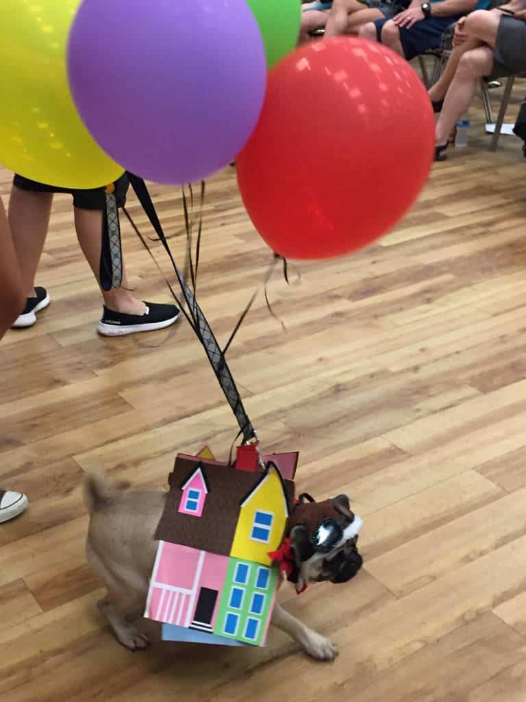 up at pug-o-ween up at pug-o-ween