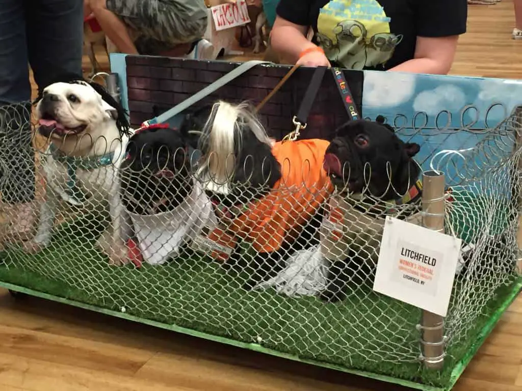 pug is the new black at pug-o-ween pug is the new black at pug-o-ween