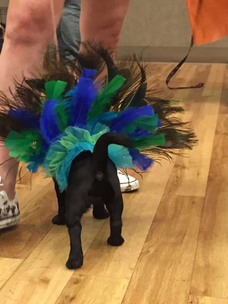 princess peacock at pug-o-ween