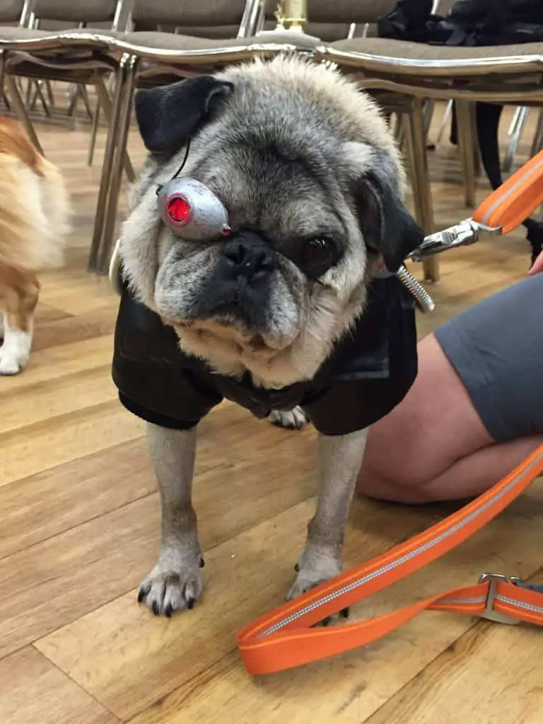 the puganator at pug-o-ween the puganator at pug-o-ween
