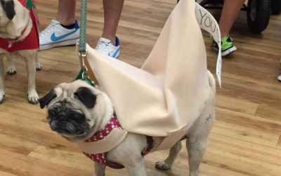 DFW Pug-O-Ween Recap