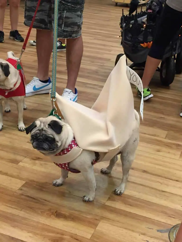 fortune cookie pug at pug-o-ween