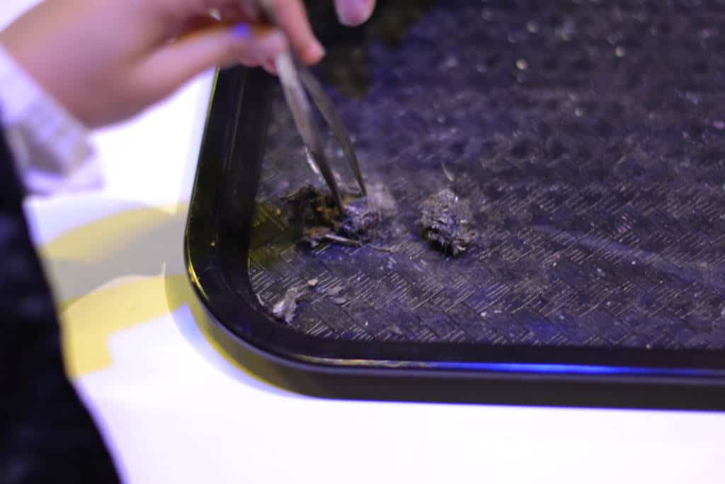 examining owl pellets examining owl pellets