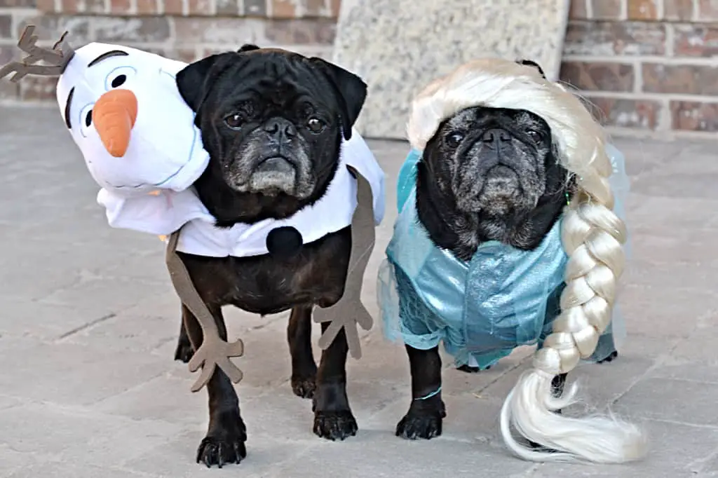 Frozen costumes on pugs