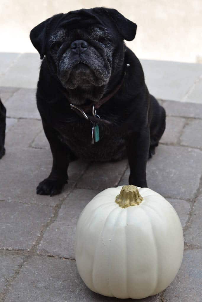 craft pumpkin