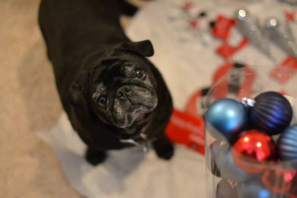 pug with christmas ornaments