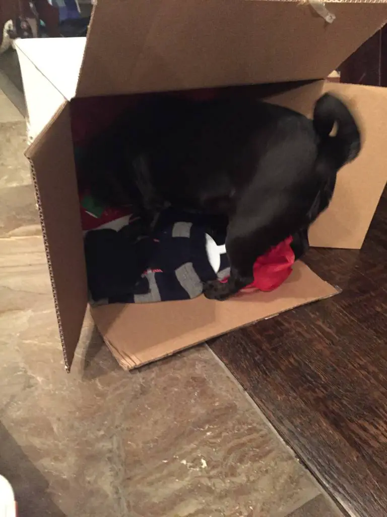 petsmart package surprise petsmart package surprise