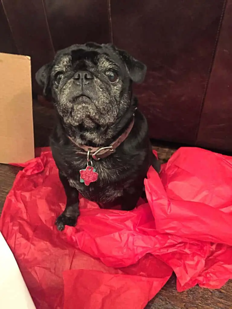 pug unwrapped