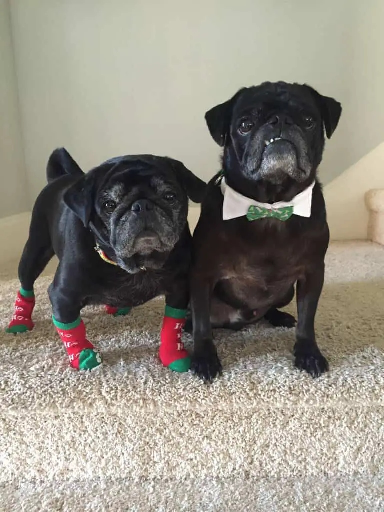 fashion forward pugs