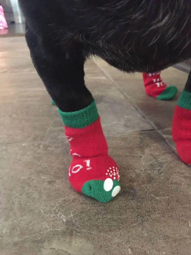 dogs red socks