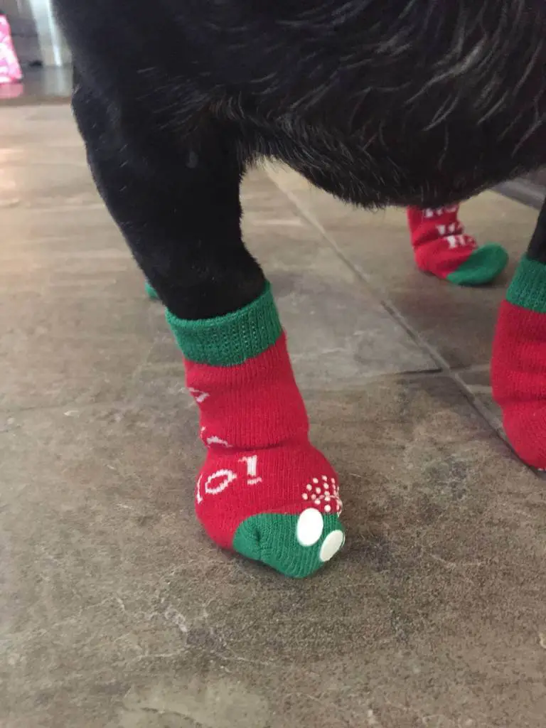 dogs red socks dogs red socks