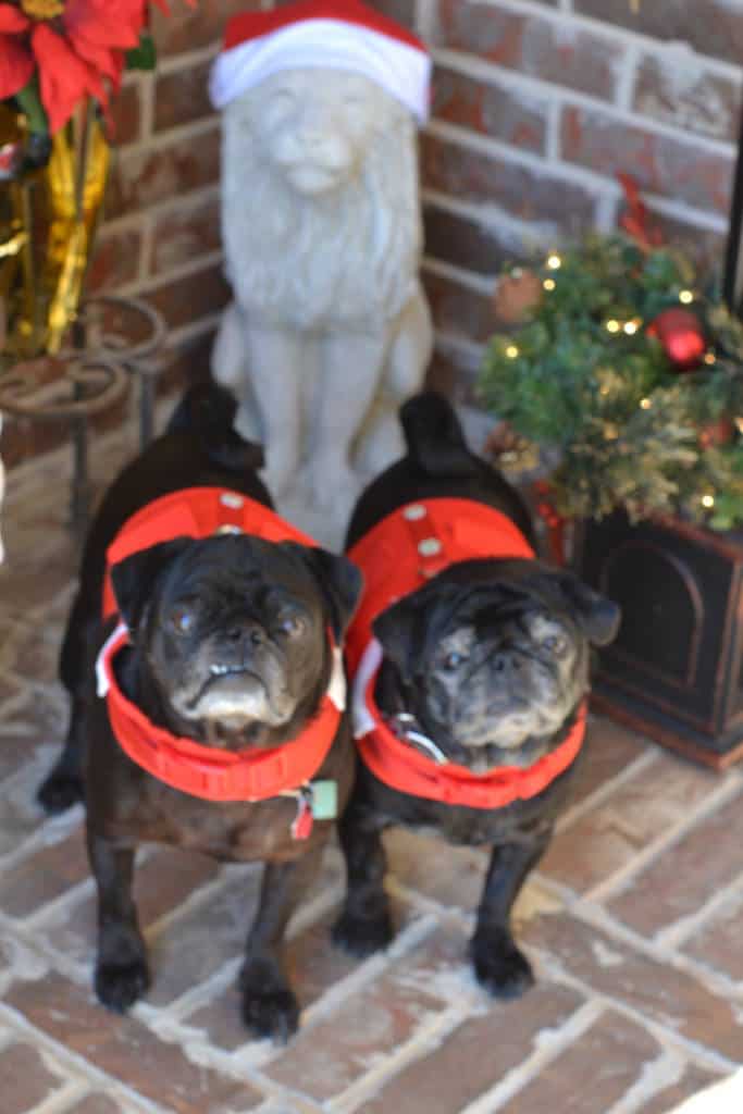 Harnesses for pugs Harnesses for pugs