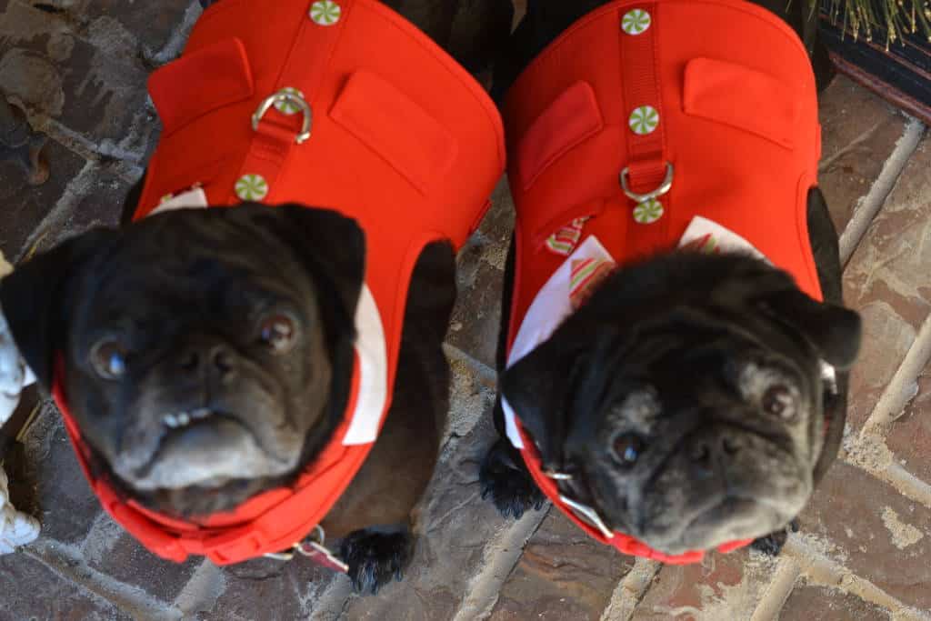 Puggies in red vests