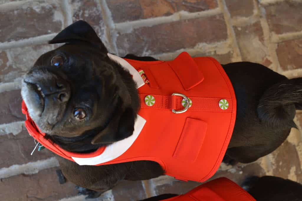 Pug elves Pug elves