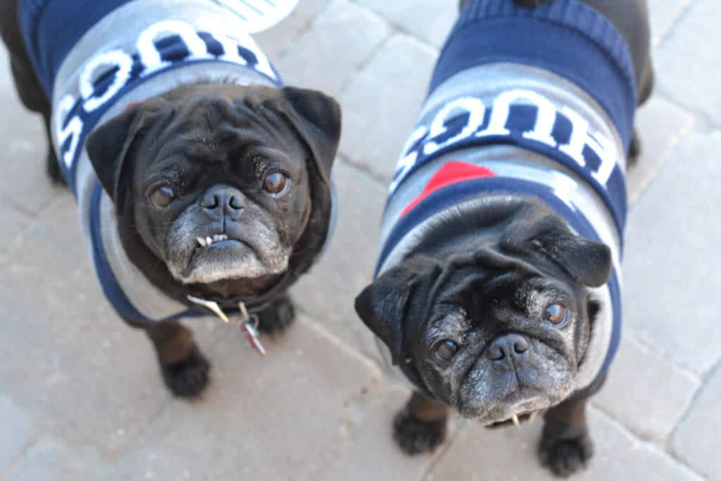 Warm sweater for pugs