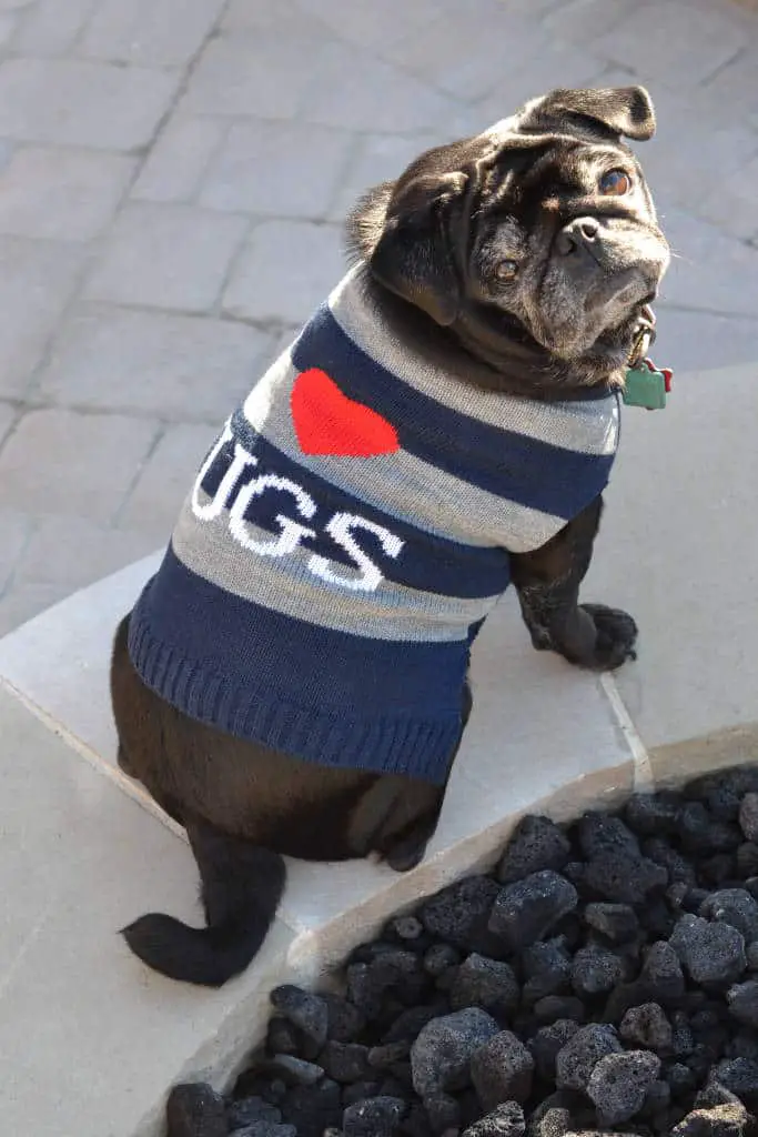 I love pugs sweater