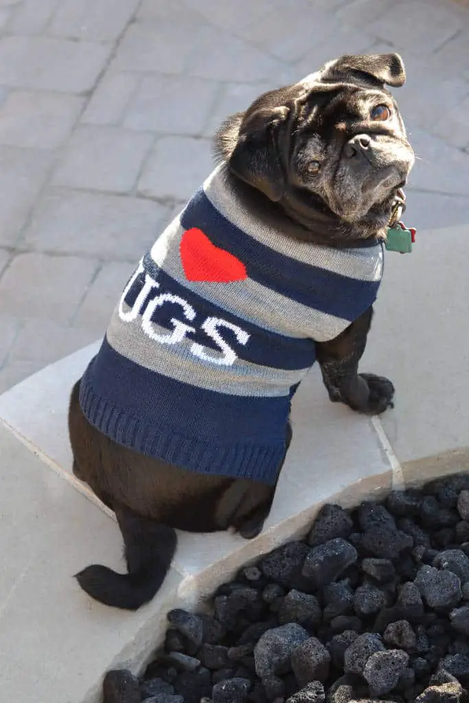 I love pugs sweater I love pugs sweater