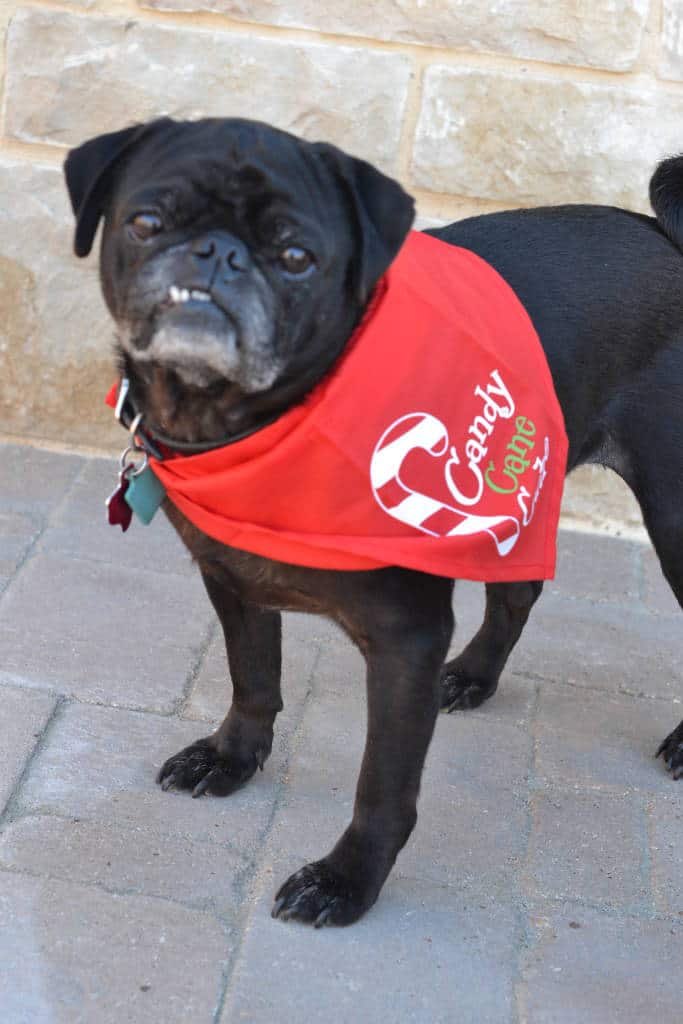 Pug with red bandana