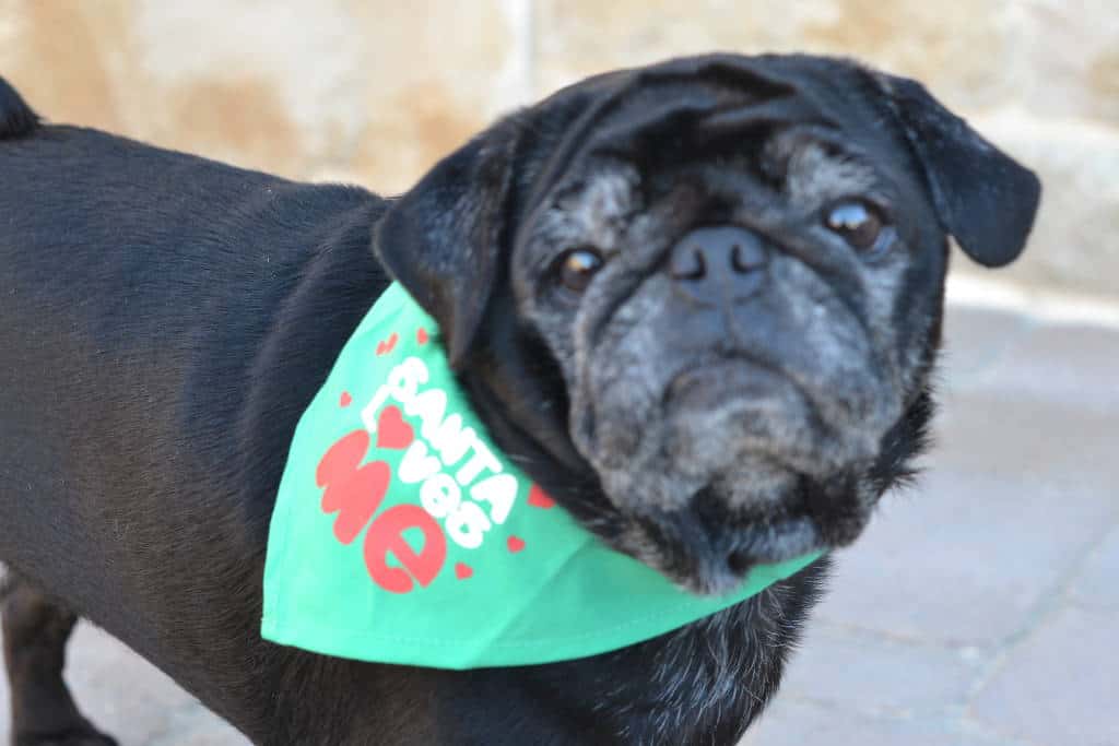 Pug with green bandana