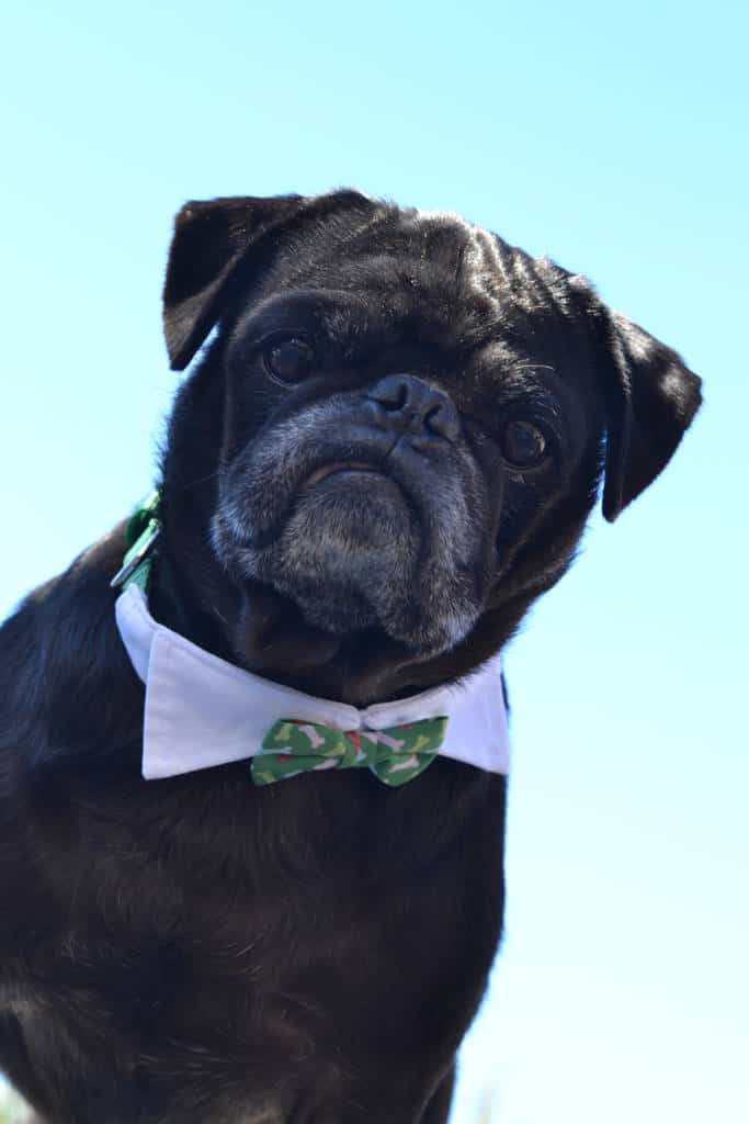 holiday tie collar