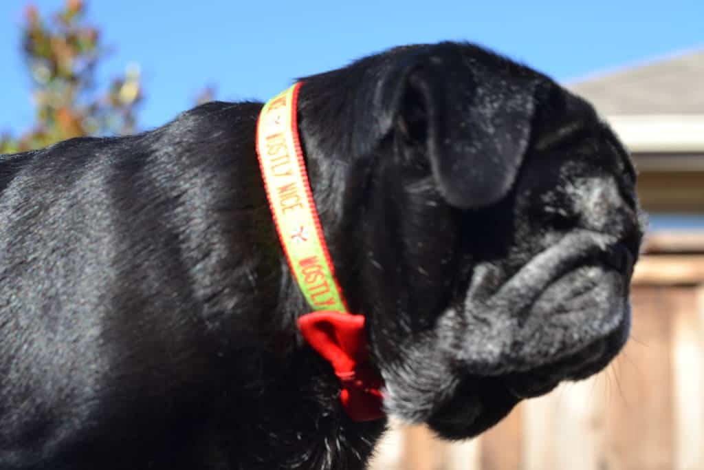 Mostly Nice collar for Beni Mostly Nice collar for Beni