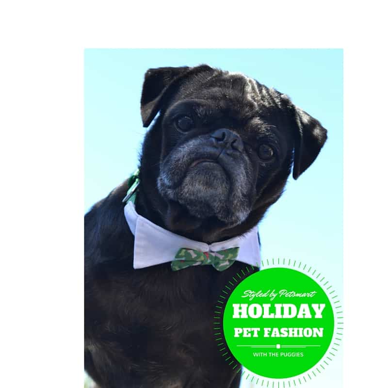 holiday pet fashion