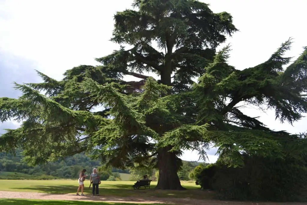 famous tree from Downton Abbey