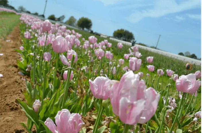 Spring tulips in DFW