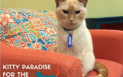 This Cat Cafe is Kitty Paradise for the Cat-less