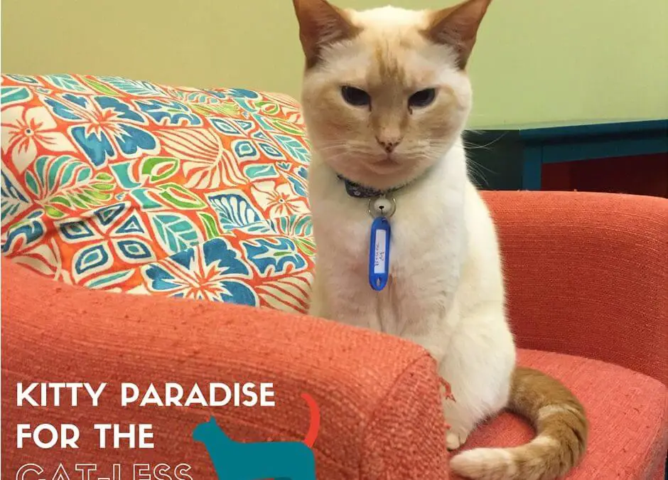 This Cat Cafe is Kitty Paradise for the Cat-less