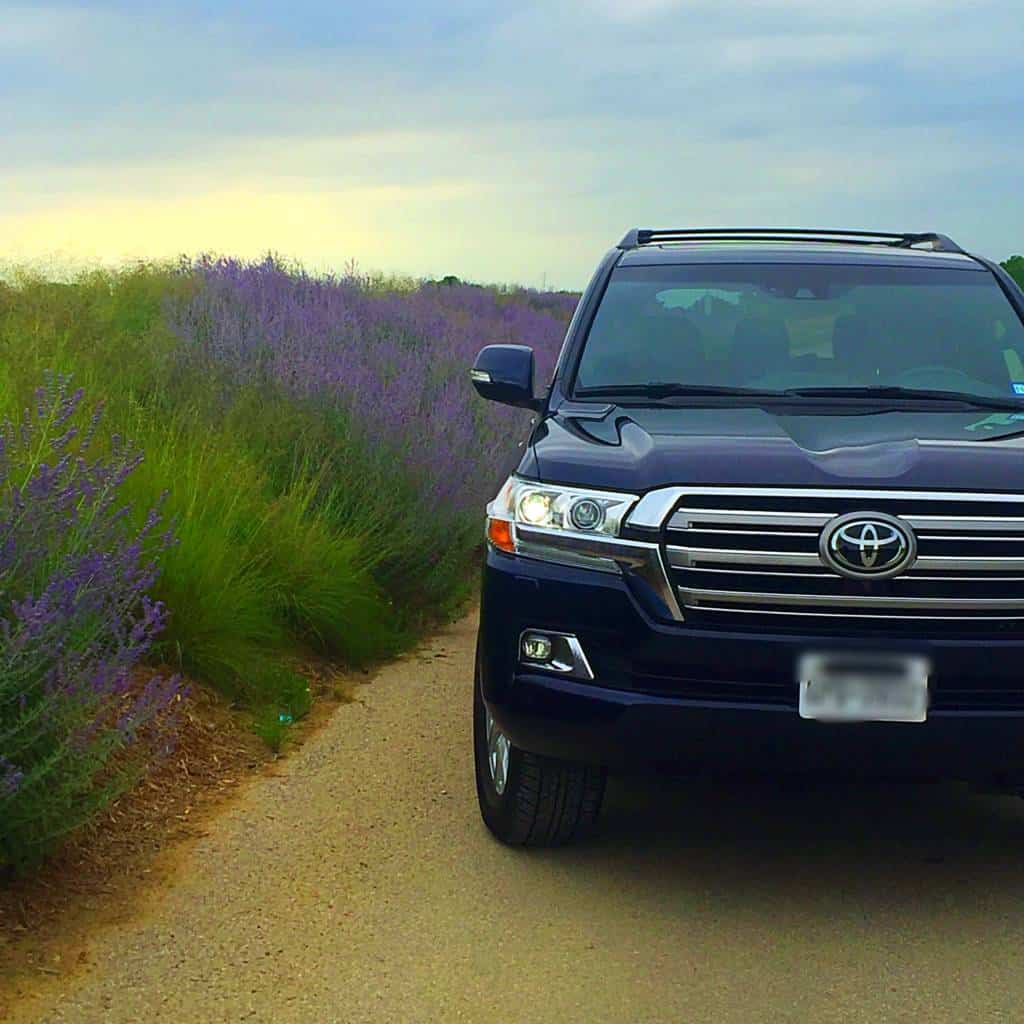 Land Cruiser lilac field