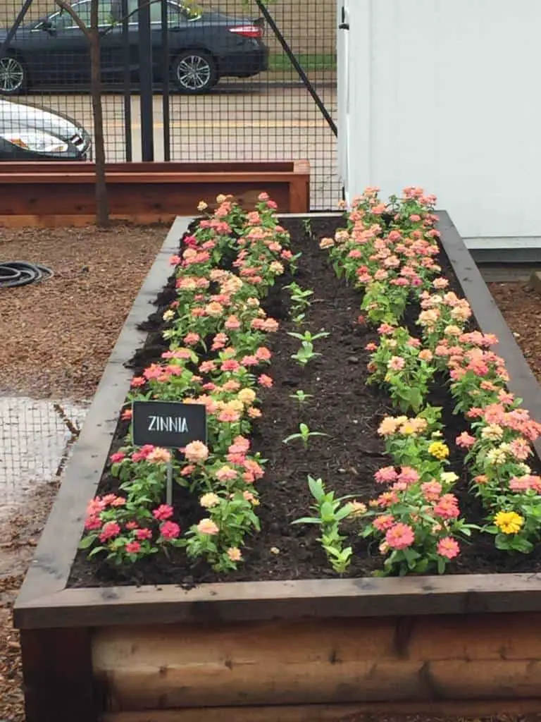 garden at magnolia market