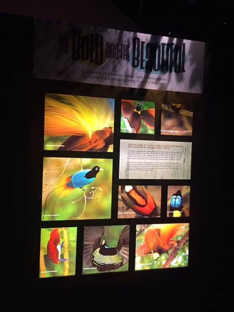 birds of paradise winter 2016