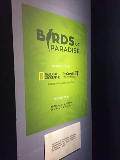 Birds of Paradise at Perot Museum Birds of Paradise at Perot Museum