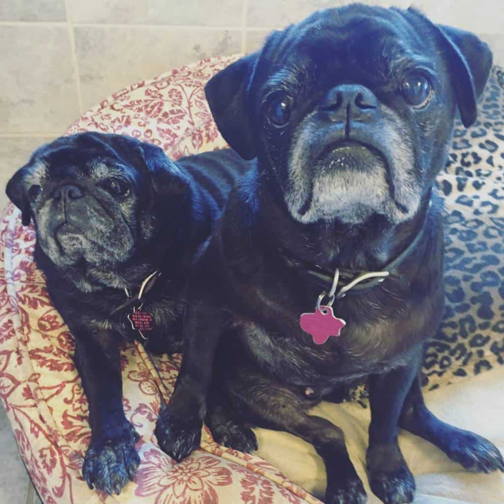 senior pugs