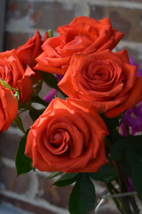 orange ftd roses