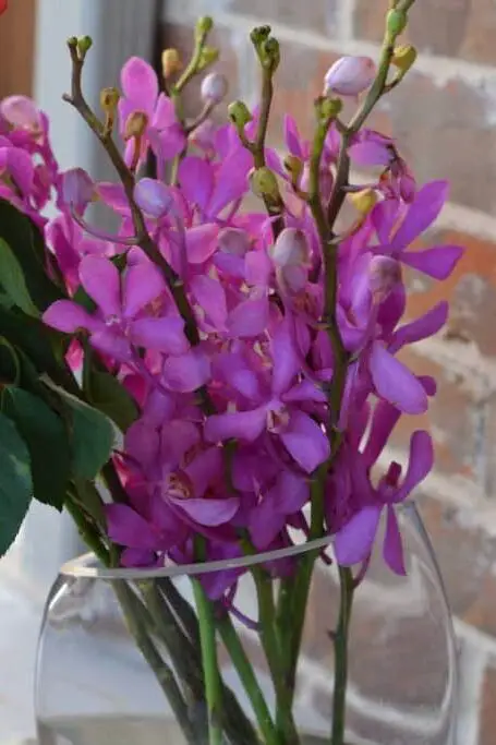 mokara orchids