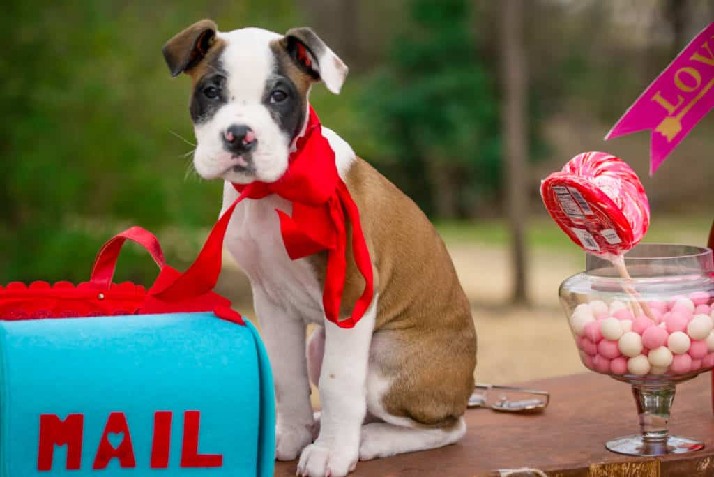 bulloxer puppy bulloxer puppy