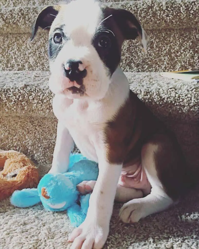 bulloxer puppy with toys
