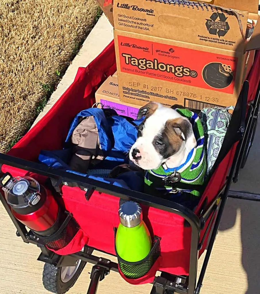 bulloxer puppy selling girl scout cookies