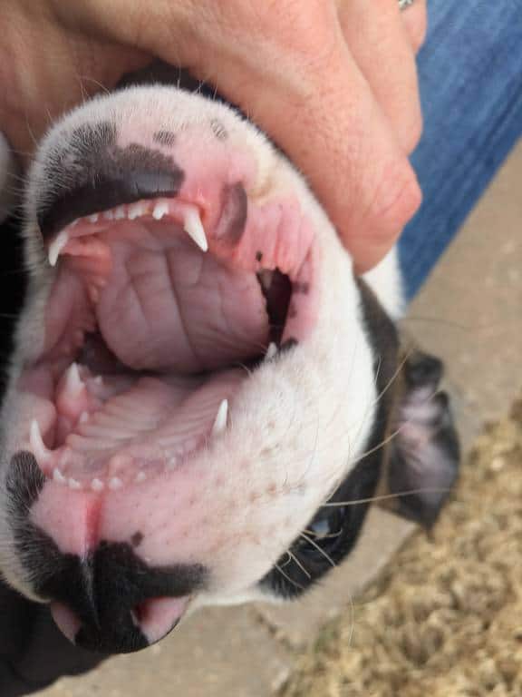puppy jaws