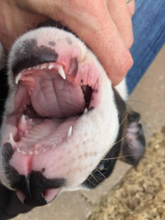 puppy jaws puppy jaws
