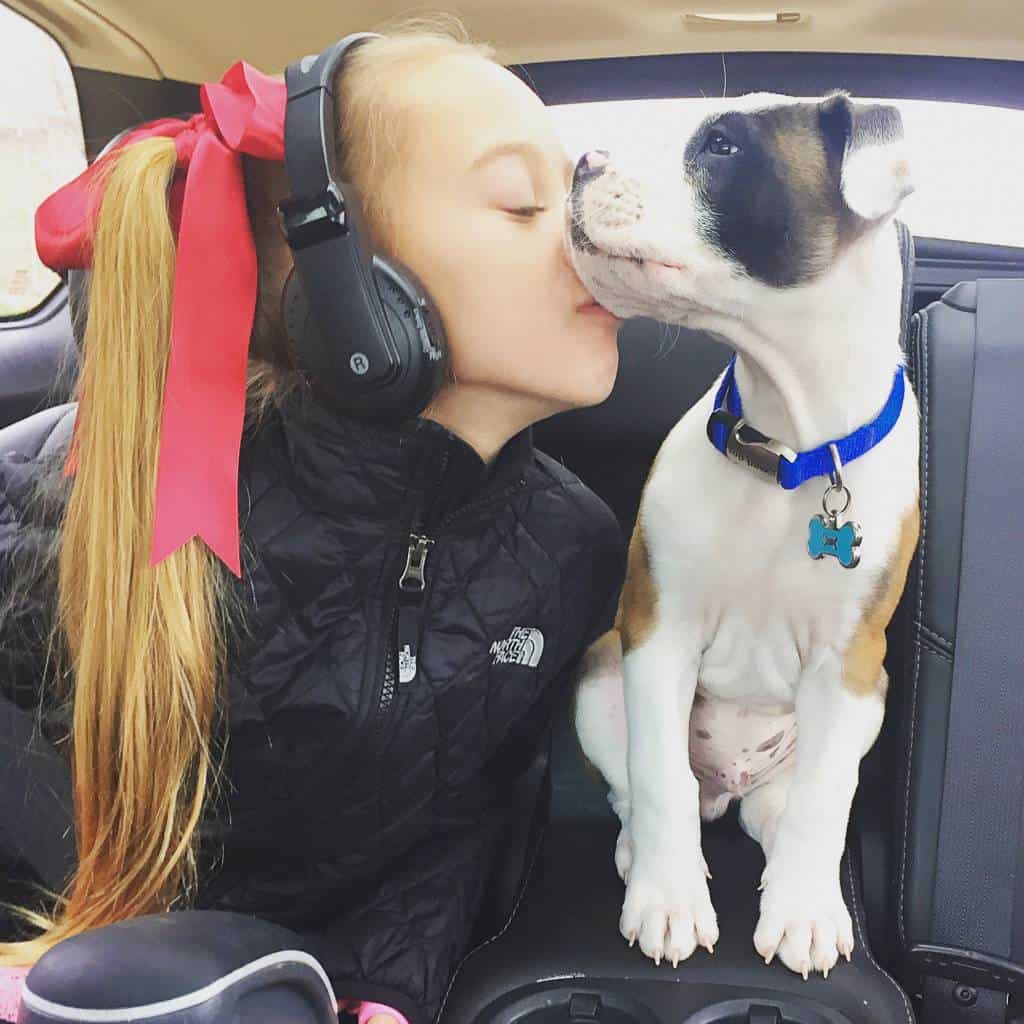 bulloxer puppy kisses bulloxer puppy kisses