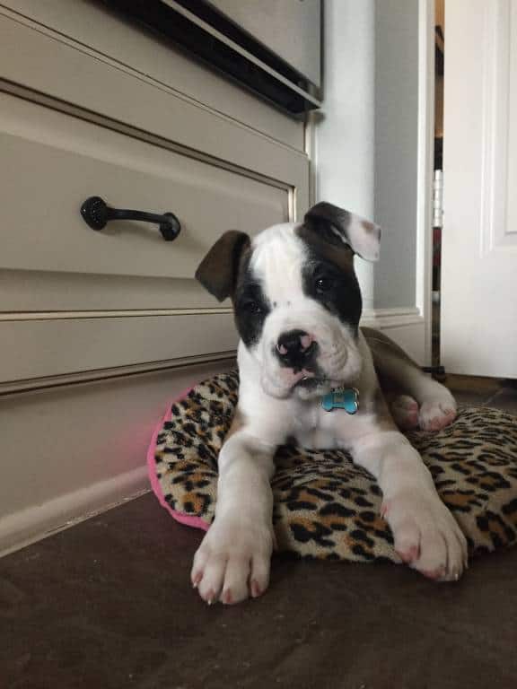 cute bulloxer puppy cute bulloxer puppy