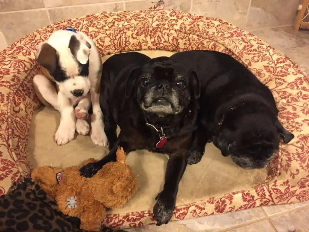 Puppies in bed Puppies in bed