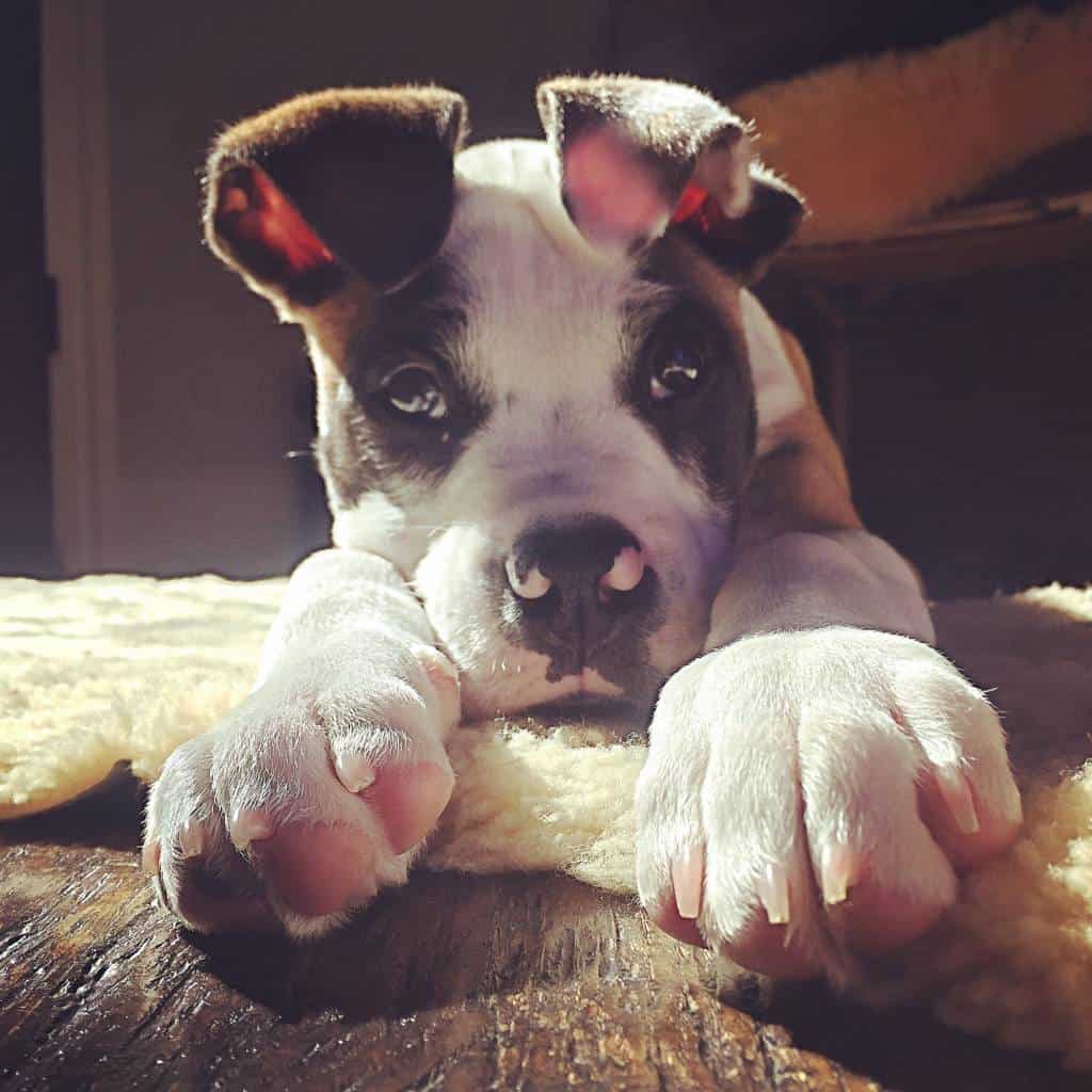 bulloxer puppy bulloxer puppy