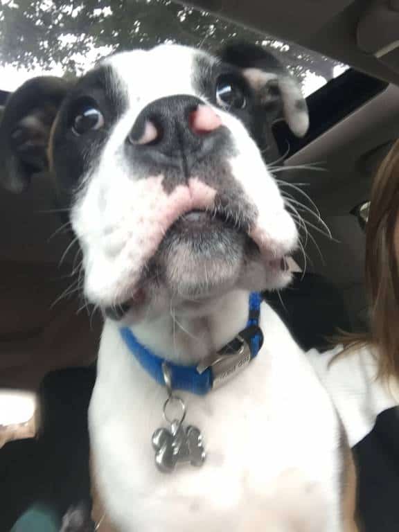 Bulloxer copilot Bulloxer copilot
