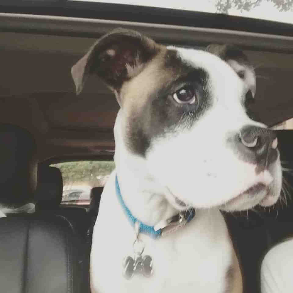 Boo car ride Boo car ride